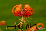 24th Aug 2021 - Tiger lily