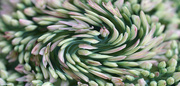 24th Aug 2021 - Sedum buds abstract twirl filter
