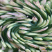 Sedum buds abstract twirl filter by larrysphotos