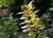 25th Aug 2021 - seeds of Acanthus