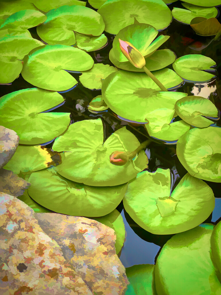 water lily by samae