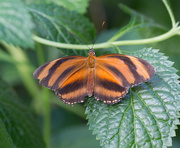 1st Aug 2021 - Not sure what species this color butterfly is
