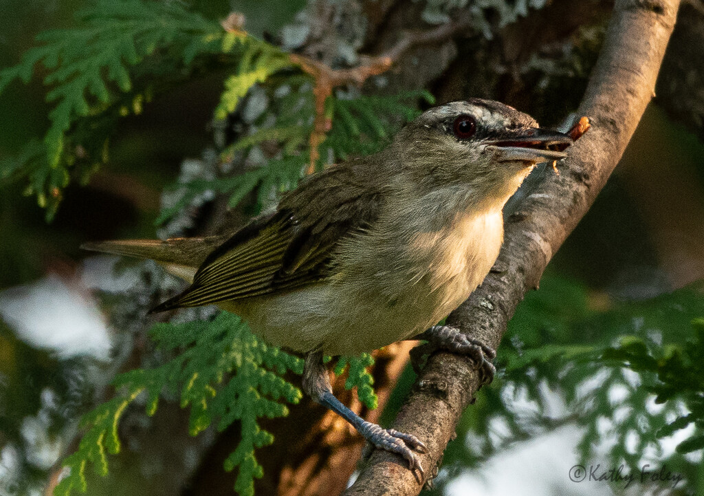Red-eyed Vireo by radiogirl