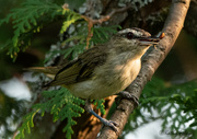 24th Aug 2021 - Red-eyed Vireo