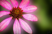 15th Aug 2021 - Another Cone Flower Shot