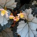 Begonia rex by sandlily