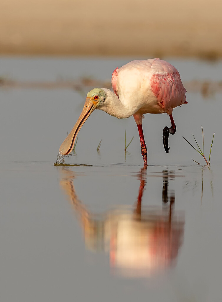 Spoonbill Surprise by shesnapped
