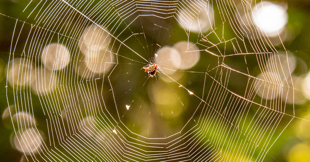 The Little Spider Sure Makes a Big Web! by rickster549