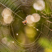 The Little Spider Sure Makes a Big Web! by rickster549