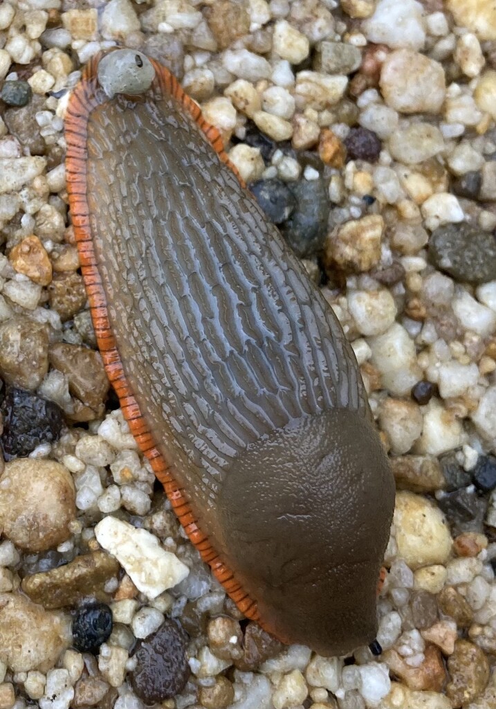 Slug number 103 by sianharrison