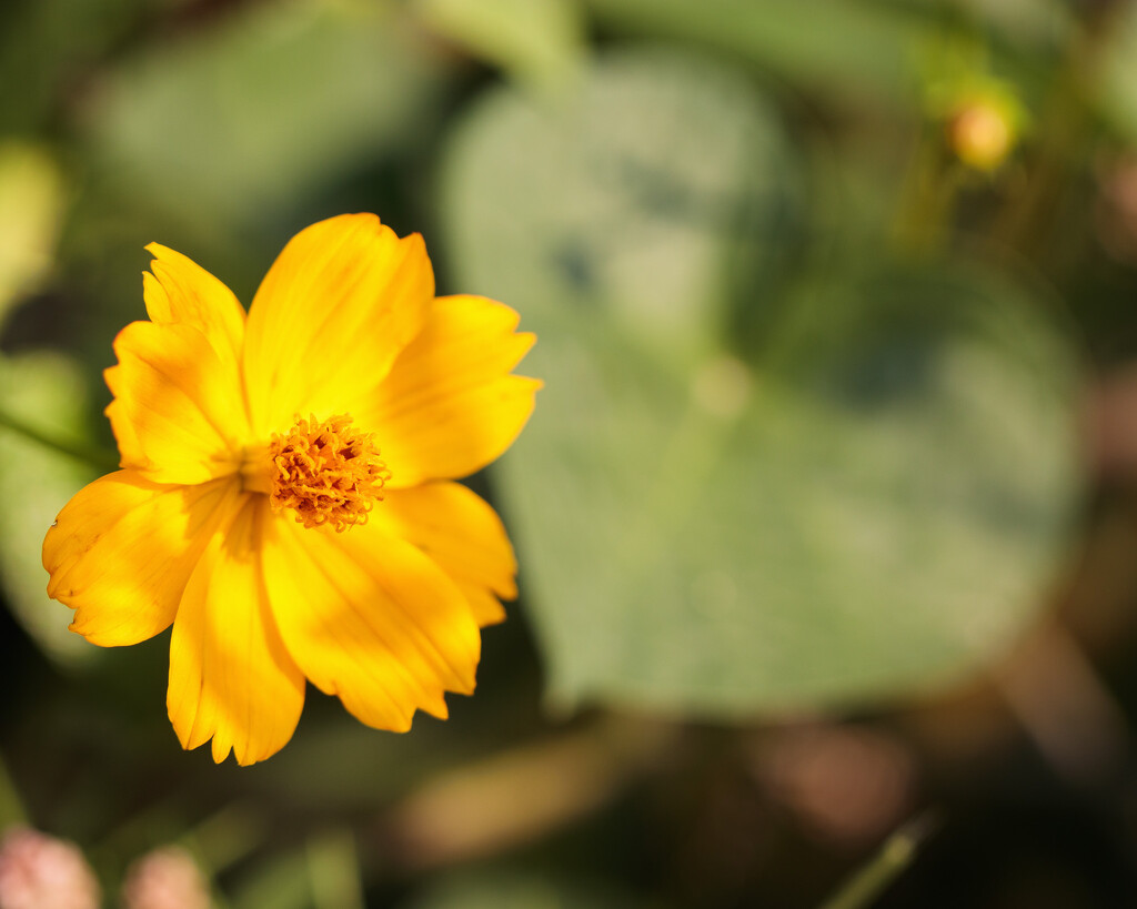 coreopsis by aecasey