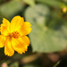 coreopsis by aecasey