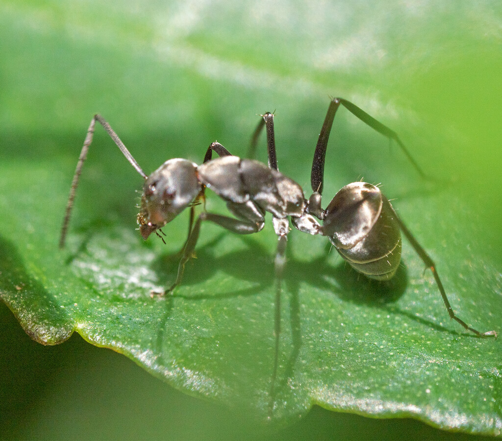 Ant on leaf by ianjb21