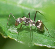 25th Aug 2021 - Ant on leaf