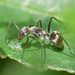 Ant on leaf by ianjb21