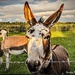 Donkey serenade by stuart46