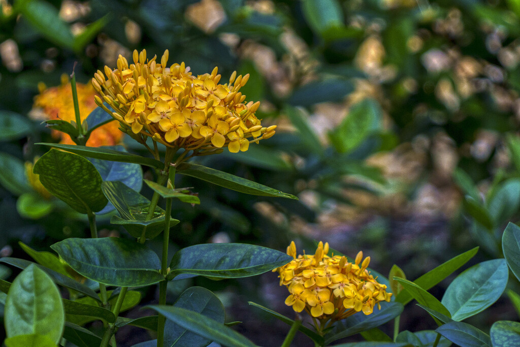 Maui Yellow Ixora by k9photo