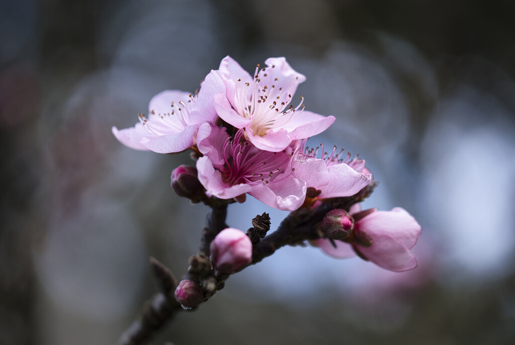 Peach blossom by dkbarnett