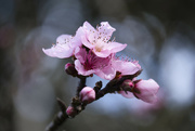 25th Aug 2021 - Peach blossom