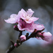 Peach blossom by dkbarnett