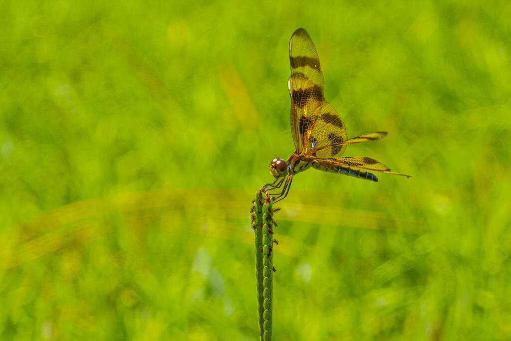 Halloween Pattern Dragonfly by k9photo