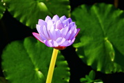 18th Aug 2021 - Lotus Flower