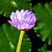 Lotus Flower by terryliv