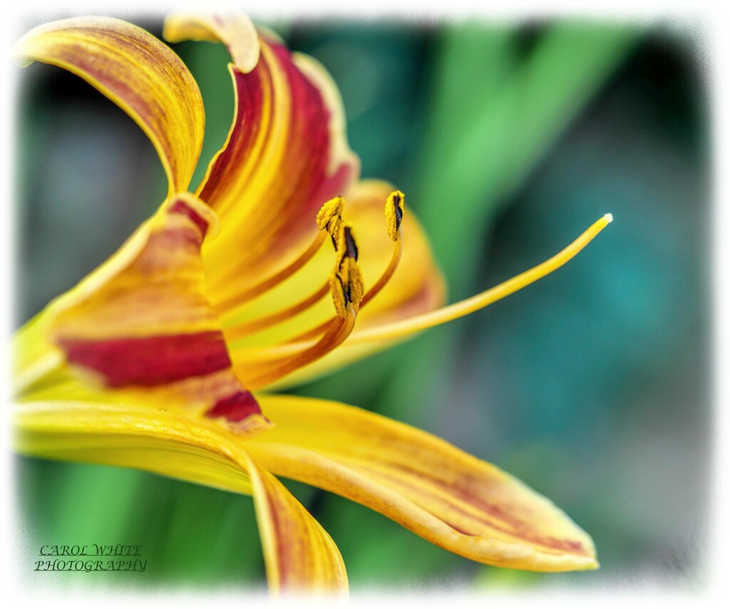 Day Lily (Red Stripes) by carolmw