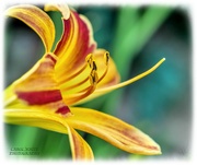25th Aug 2021 - Day Lily (Red Stripes)