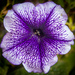 Covid isolation flowers #2 by swillinbillyflynn