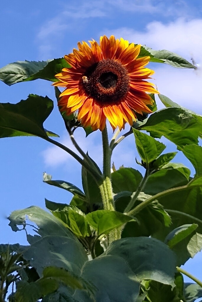 Yaw Free Image -  Yellow Sunflower by 30pics4jackiesdiamond