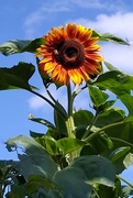 25th Aug 2021 - Yaw Free Image -  Yellow Sunflower