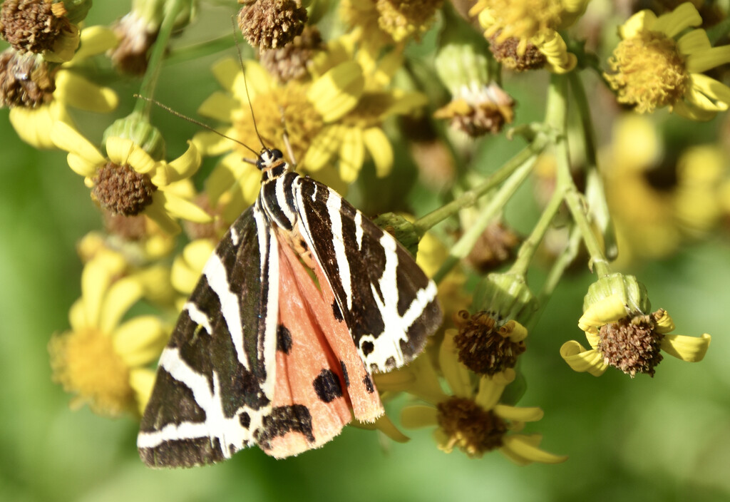 Garden Tiger Moth by casablanca