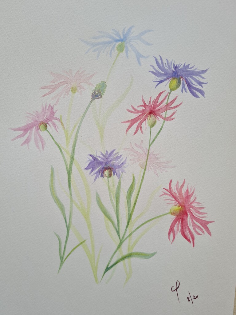 Cornflowers  by artsygang