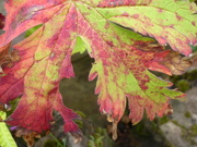 21st Aug 2021 - Autumn leaf 