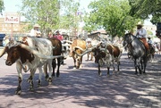 25th Aug 2021 - Cattle Drive