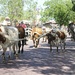 Cattle Drive by judyc57