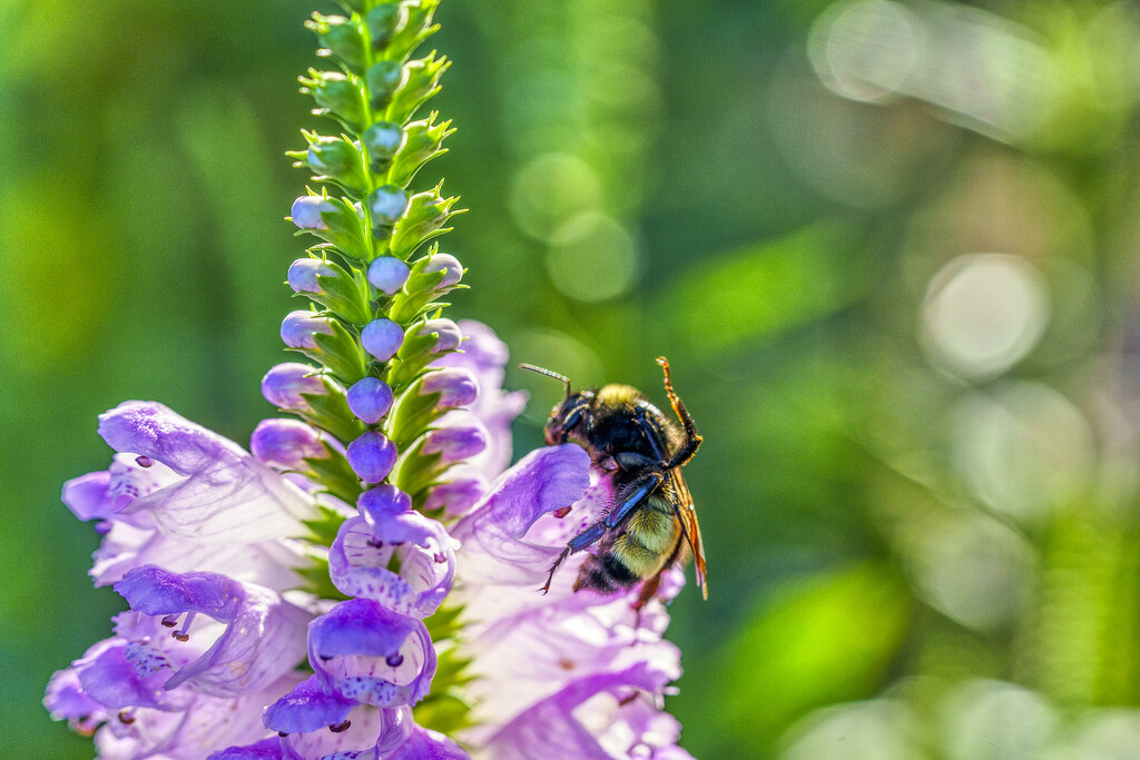 Bumblebee on Obedient Plant by k9photo