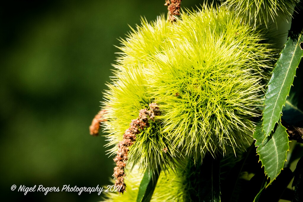 prickly plant by nigelrogers