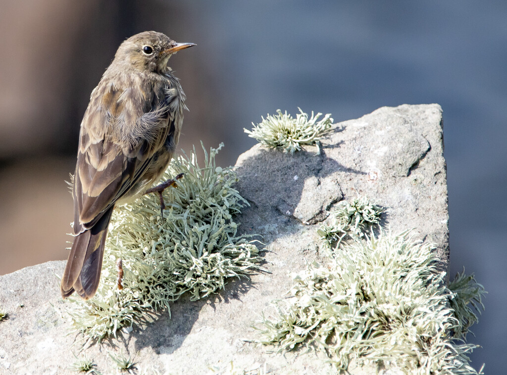 Meadow Pipit on Lichen by lifeat60degrees
