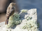25th Aug 2021 - Meadow Pipit on Lichen