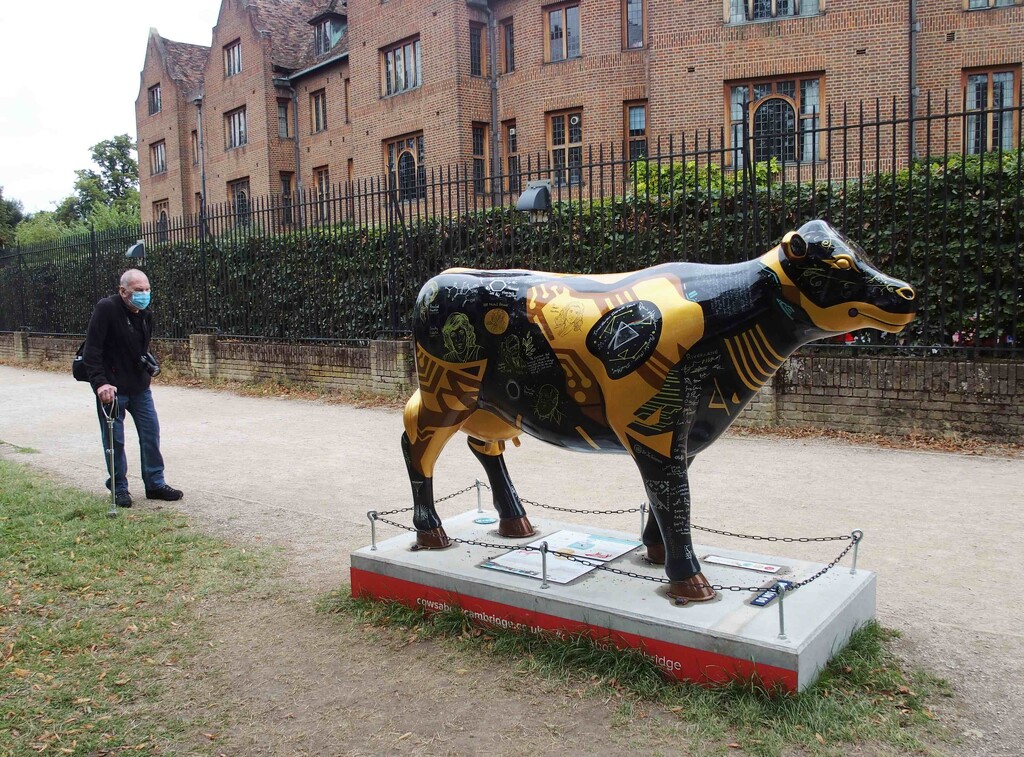Cows About Cambridge by arkensiel