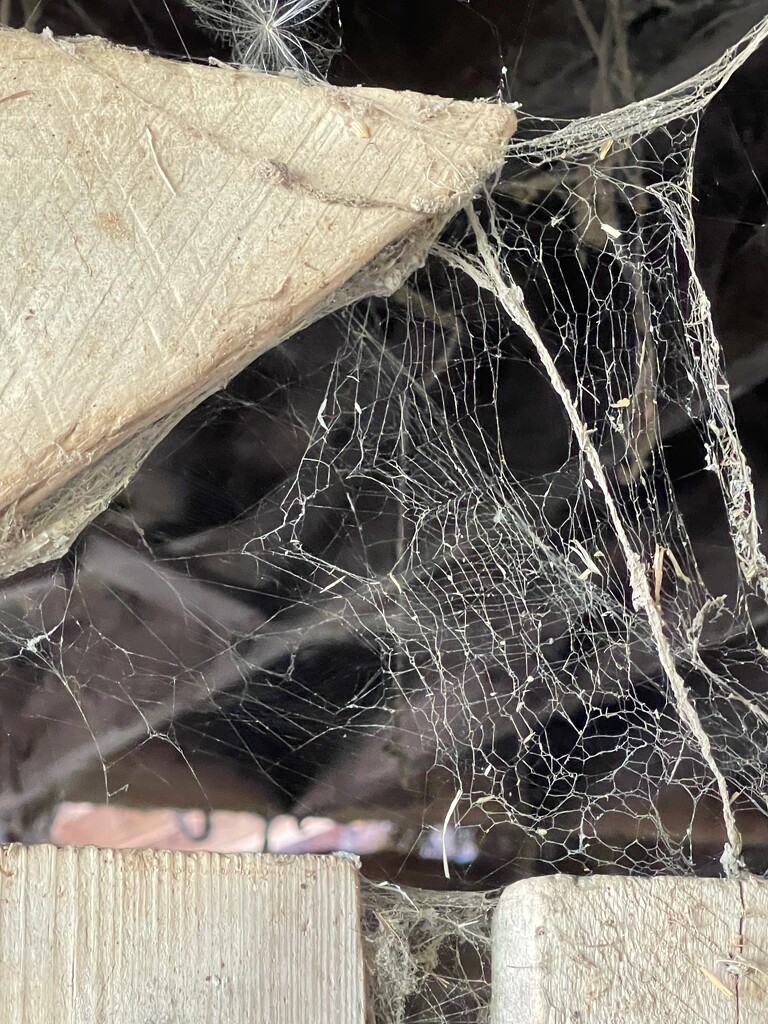 Dusty, damaged spider's web! by essiesue