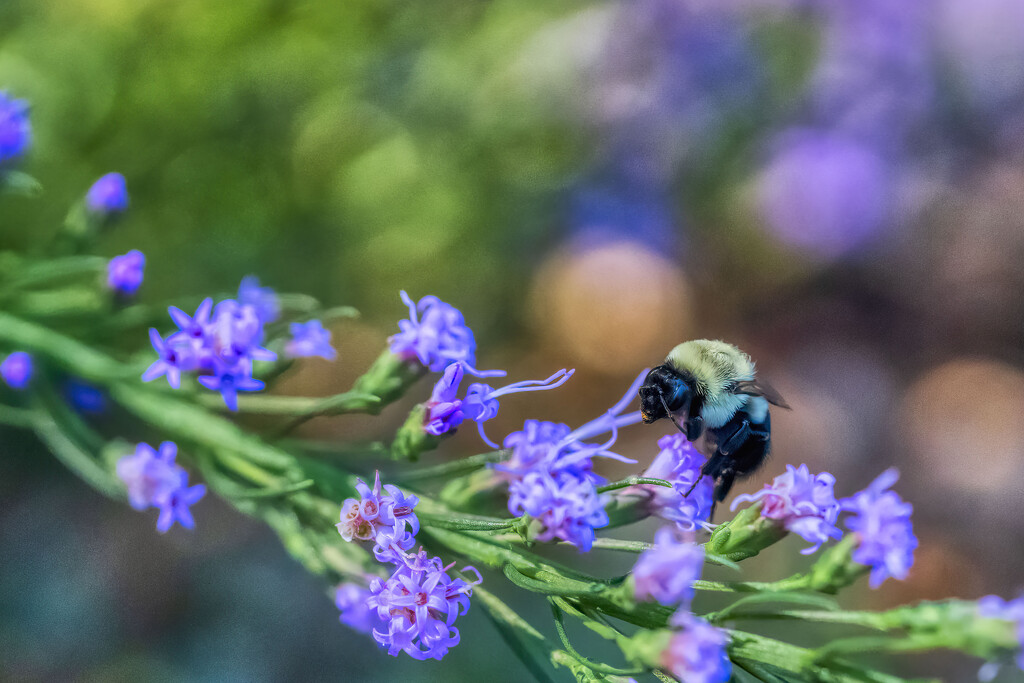 Blue Star Bee by kvphoto