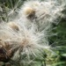 Thistle fluff by tinley23