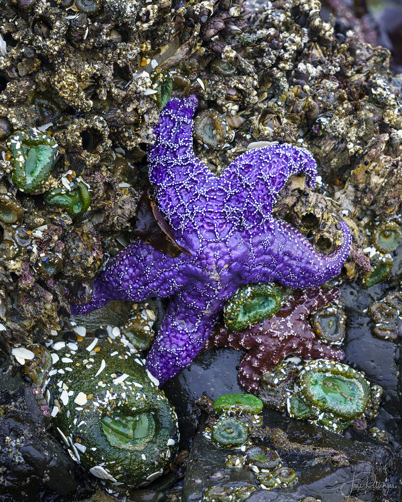 Starfish On the Rocks  by jgpittenger