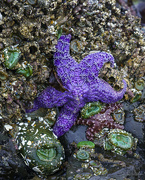 25th Aug 2021 - Starfish On the Rocks 