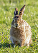 25th Aug 2021 - Hare