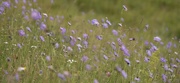 23rd Aug 2021 - Avebury's wild flower meadow
