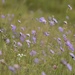 Avebury's wild flower meadow by helenhall